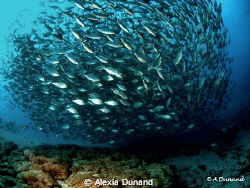 Canary Island fish ball by Alexia Dunand 